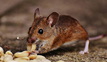 24 Hour & Emergency Exterminators in Sweetland, WV
